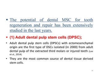  The potential of dental MSC for tooth
regeneration and repair has been extensively
studied in the last years.
 (1) Adult dental pulp stem cells (DPSC);
• Adult dental pulp stem cells (DPSCs) with ectomesenchymal
origin are the first type of DSCs isolated (in 2000) from adult
dental pulp of the extracted third molars or injured teeth (Lee
et al., 2014).
• They are the most common source of dental tissue derived
stem cells.
38
 