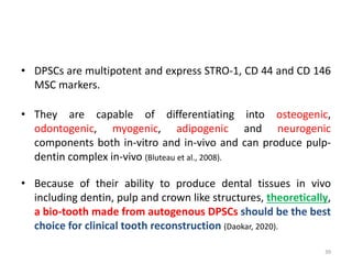 • DPSCs are multipotent and express STRO-1, CD 44 and CD 146
MSC markers.
• They are capable of differentiating into osteogenic,
odontogenic, myogenic, adipogenic and neurogenic
components both in-vitro and in-vivo and can produce pulp-
dentin complex in-vivo (Bluteau et al., 2008).
• Because of their ability to produce dental tissues in vivo
including dentin, pulp and crown like structures, theoretically,
a bio-tooth made from autogenous DPSCs should be the best
choice for clinical tooth reconstruction (Daokar, 2020).
39
 