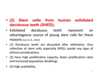  (2) Stem cells from human exfoliated
deciduous teeth (SHED);
• Exfoliated deciduous teeth represent an
advantageous source of young stem cells for these
reasons (Lee et al., 2014):
• (1) Deciduous teeth are discarded after exfoliation, thus
collection of stem cells especially DPSCs avoids any type of
ethical considerations.
• (2) Have high proliferative capacity, faster proliferation rates
and increased population doublings.
• (3) High availability.
40
 