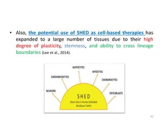 • Also, the potential use of SHED as cell-based therapies has
expanded to a large number of tissues due to their high
degree of plasticity, stemness, and ability to cross lineage
boundaries (Lee et al., 2014).
42
 