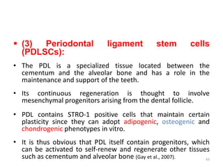  (3) Periodontal ligament stem cells
(PDLSCs):
• The PDL is a specialized tissue located between the
cementum and the alveolar bone and has a role in the
maintenance and support of the teeth.
• Its continuous regeneration is thought to involve
mesenchymal progenitors arising from the dental follicle.
• PDL contains STRO-1 positive cells that maintain certain
plasticity since they can adopt adipogenic, osteogenic and
chondrogenic phenotypes in vitro.
• It is thus obvious that PDL itself contain progenitors, which
can be activated to self-renew and regenerate other tissues
such as cementum and alveolar bone (Gay et al., 2007). 43
 