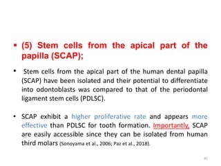  (5) Stem cells from the apical part of the
papilla (SCAP);
• Stem cells from the apical part of the human dental papilla
(SCAP) have been isolated and their potential to differentiate
into odontoblasts was compared to that of the periodontal
ligament stem cells (PDLSC).
• SCAP exhibit a higher proliferative rate and appears more
effective than PDLSC for tooth formation. Importantly, SCAP
are easily accessible since they can be isolated from human
third molars (Sonoyama et al., 2006; Paz et al., 2018).
45
 
