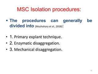 MSC Isolation procedures:
 The procedures can generally be
divided into (Mushahary et al., 2018):
• 1. Primary explant technique.
• 2. Enzymatic disaggregation.
• 3. Mechanical disaggregation.
55
 