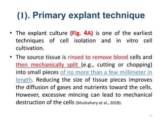 (1). Primary explant technique
• The explant culture (Fig. 4A) is one of the earliest
techniques of cell isolation and in vitro cell
cultivation.
• The source tissue is rinsed to remove blood cells and
then mechanically split (e.g., cutting or chopping)
into small pieces of no more than a few millimeter in
length. Reducing the size of tissue pieces improves
the diffusion of gases and nutrients toward the cells.
However, excessive mincing can lead to mechanical
destruction of the cells (Mushahary et al., 2018).
57
 