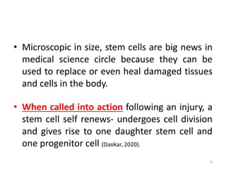 • Microscopic in size, stem cells are big news in
medical science circle because they can be
used to replace or even heal damaged tissues
and cells in the body.
• When called into action following an injury, a
stem cell self renews- undergoes cell division
and gives rise to one daughter stem cell and
one progenitor cell (Daokar, 2020).
6
 