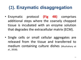 (2). Enzymatic disaggregation
• Enzymatic protocol (Fig 4B) comprises
additional steps where the coarsely chopped
tissue is incubated with an enzyme solution
that degrades the extracellular matrix (ECM).
• Single cells or small cellular aggregates are
released from the tissue and transferred to
medium containing culture dishes (Mushahary et
al., 2018).
60
 