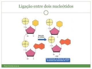 Nuno Correia 2013-14
Ligação entre dois nucleótidos
 