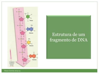 Nuno Correia 2013-14
Estrutura de um
fragmento de DNA
 