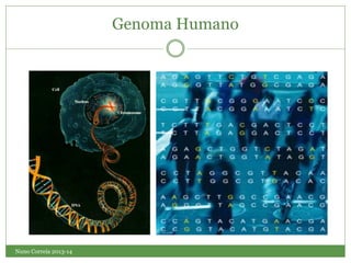 Nuno Correia 2013-14
Genoma Humano
 
