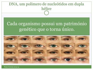 Cada organismo possui um património
genético que o torna único.
Nuno Correia 2013-14
DNA, um polímero de nucleótidos em dupla
hélice
 