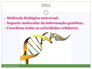 o Molécula biológica universal;
o Suporte molecular da informação genética;
o Coordena todas as actividades celulares;
Nuno Correia 2013-14
DNA
 