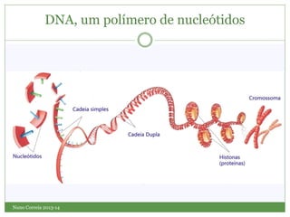 Nuno Correia 2013-14
DNA, um polímero de nucleótidos
 