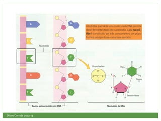 Nuno Correia 2013-14
 