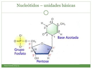 Nuno Correia 2013-14
Nucleótidos – unidades básicas
 