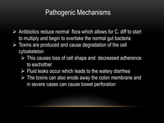 Pathogenic Mechanisms 
 Antibiotics reduce normal flora which allows for C. diff to start 
to multiply and begin to overtake the normal gut bacteria 
 Toxins are produced and cause degradation of the cell 
cytoskeleton 
 This causes loss of cell shape and decreased adherence 
to eachother 
 Fluid leaks occur which leads to the watery diarrhea 
 The toxins can also erode away the colon membrane and 
in severe cases can cause bowel perforation 
 