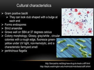 Cultural characteristics 
 Gram positive bacilli 
 They can look club shaped with a bulge at 
each end 
 Forms endospores 
 Strict anaerobe 
 Grows well on SBA at 37 degrees celcius 
 Colony morphology; Glossy, gray/white , circular 
colonies with a rough edge, fluoresce green-yellow 
under UV light, non-hemolytic, and a 
characteristic farmyard smell 
 peritrichous flagella 
http://lancastria.net/blog/new-drug-to-treat-c-diff.html 
http://depts.washington.edu/molmicdx/mdx/tests/cdiff.shtml 
 