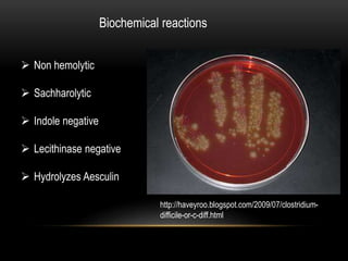Biochemical reactions 
 Non hemolytic 
 Sachharolytic 
 Indole negative 
 Lecithinase negative 
 Hydrolyzes Aesculin 
http://haveyroo.blogspot.com/2009/07/clostridium-difficile- 
or-c-diff.html 
 