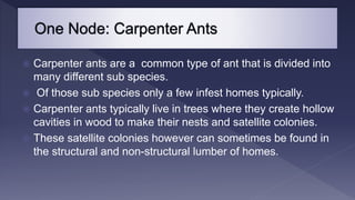  When crushed they have a similar odor to odorous house
ants.
 Their bodies have an obvious change in color between the
...