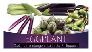 EGGPLANT
(Solanum melongena L.) In the Philippines
 