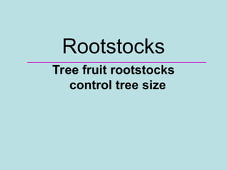 Rootstocks
Tree fruit rootstocks
control tree size
 