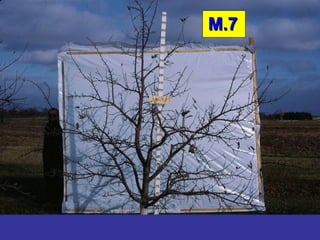 M.7
M.7
 