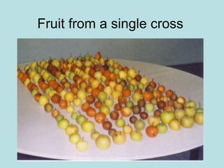 Fruit from a single cross
 