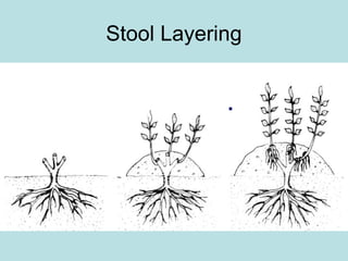 Stool Layering
 