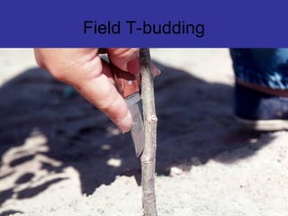 Field T-budding
 
