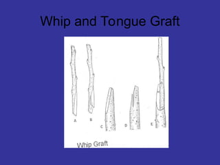 Whip and Tongue Graft
 