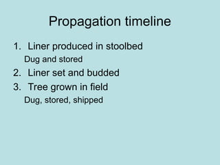 Propagation timeline
1. Liner produced in stoolbed
Dug and stored
2. Liner set and budded
3. Tree grown in field
Dug, stored, shipped
 