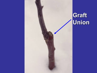 Graft
Graft
Union
Union
 