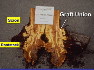 Graft Union
Graft Union
Rootstock
Scion
 