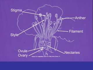 Stigma
Style
Anther
Filament
Ovule
Ovary
Nectaries
 