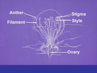 Anther
Filament
Stigma
Style
Ovary
 
