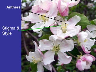 Anthers
Stigma &
Style
 