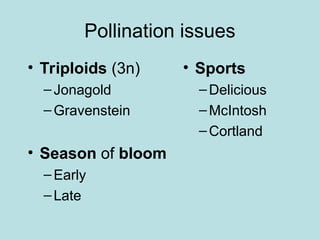 Pollination issues
• Triploids (3n)
–Jonagold
–Gravenstein
• Season of bloom
–Early
–Late
• Sports
–Delicious
–McIntosh
–Cortland
 