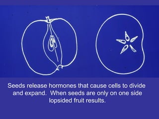 Seeds release hormones that cause cells to divide
and expand. When seeds are only on one side
lopsided fruit results.
 