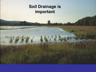 Soil Drainage is
Soil Drainage is
important
important
 