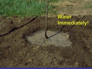 Water
Water
Immediately!
Immediately!
 