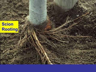 Scion
Rooting
 