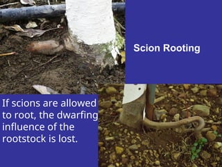 Scion Rooting
If scions are allowed
to root, the dwarfing
influence of the
rootstock is lost.
 