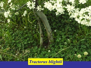 Tractorus blightii
 