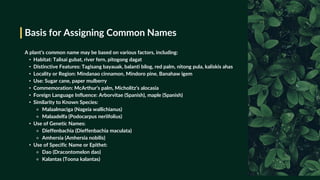 Basis for Assigning Common Names
A plant’s common name may be based on various factors, including:
• Habitat: Talisai gubat, river fern, pitogong dagat
• Distinctive Features: Tagisang bayauak, balanti bilog, red palm, nitong pula, kaliskis ahas
• Locality or Region: Mindanao cinnamon, Mindoro pine, Banahaw igem
• Use: Sugar cane, paper mulberry
• Commemoration: McArthur’s palm, Micholitz’s alocasia
• Foreign Language Influence: Arborvitae (Spanish), maple (Spanish)
• Similarity to Known Species:
⚬ Malaalmaciga (Nageia wallichianus)
⚬ Malaadelfa (Podocarpus neriifolius)
• Use of Genetic Names:
⚬ Dieffenbachia (Dieffenbachia maculata)
⚬ Amhersia (Amhersia nobilis)
• Use of Specific Name or Epithet:
⚬ Dao (Dracontomelon dao)
⚬ Kalantas (Toona kalantas)
 