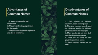 Advantages of
Common Names
Disadvantages of
Common Names
1. It is easy to memorize and
understand.
2. They are on the language known
by the people.
3. They are used by people in general
and also in commerce.
1. They change in different
countries, places and languages
2. The same common name Is used
for different species in different
places countries and languages.
3. Many species do not have thelr
own district common names.
4. There are no codes or rules
governing common names
5. Many common names are not
exact.
 