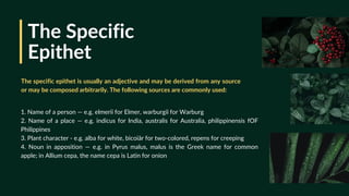 The Specific
Epithet
1. Name of a person — e.g. elmerii for Elmer, warburgii for Warburg
2. Name of a place — e.g. indicus for India, australis for Australia, philippinensis fOF
Philippines
3. Plant character - e.g. alba for white, bicoiâr for two-colored, repens for creeping
4. Noun in apposition — e.g. in Pyrus malus, malus is the Greek name for common
apple; in Allium cepa, the name cepa is Latin for onion
The specific epithet is usually an adjective and may be derived from any source
or may be composed arbitrarily. The following sources are commonly used:
 