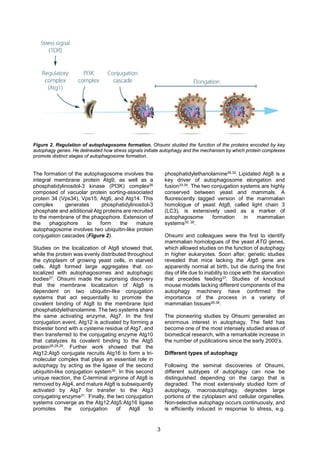 3
Figure 2. Regulation of autophagosome formation. Ohsumi studied the function of the proteins encoded by key
autophagy genes. He delineated how stress signals initiate autophagy and the mechanism by which protein complexes
promote distinct stages of autophagosome formation.
The formation of the autophagosome involves the
integral membrane protein Atg9, as well as a
phosphatidylinositol-3 kinase (PI3K) complex26
composed of vacuolar protein sorting-associated
protein 34 (Vps34), Vps15, Atg6, and Atg14. This
complex generates phosphatidylinositol-3
phosphate and additional Atg proteins are recruited
to the membrane of the phagophore. Extension of
the phagophore to form the mature
autophagosome involves two ubiquitin-like protein
conjugation cascades (Figure 2).
Studies on the localization of Atg8 showed that,
while the protein was evenly distributed throughout
the cytoplasm of growing yeast cells, in starved
cells, Atg8 formed large aggregates that co-
localized with autophagosomes and autophagic
bodies27. Ohsumi made the surprising discovery
that the membrane localization of Atg8 is
dependent on two ubiquitin-like conjugation
systems that act sequentially to promote the
covalent binding of Atg8 to the membrane lipid
phosphatidylethanolamine. The two systems share
the same activating enzyme, Atg7. In the first
conjugation event, Atg12 is activated by forming a
thioester bond with a cysteine residue of Atg7, and
then transferred to the conjugating enzyme Atg10
that catalyzes its covalent binding to the Atg5
protein26,28,29. Further work showed that the
Atg12:Atg5 conjugate recruits Atg16 to form a tri-
molecular complex that plays an essential role in
autophagy by acting as the ligase of the second
ubiquitin-like conjugation system30. In this second
unique reaction, the C-terminal arginine of Atg8 is
removed by Atg4, and mature Atg8 is subsequently
activated by Atg7 for transfer to the Atg3
conjugating enzyme31. Finally, the two conjugation
systems converge as the Atg12:Atg5:Atg16 ligase
promotes the conjugation of Atg8 to
phosphatidylethanolamine26,32. Lipidated Atg8 is a
key driver of autophagosome elongation and
fusion33,34. The two conjugation systems are highly
conserved between yeast and mammals. A
fluorescently tagged version of the mammalian
homologue of yeast Atg8, called light chain 3
(LC3), is extensively used as a marker of
autophagosome formation in mammalian
systems35, 36.
Ohsumi and colleagues were the first to identify
mammalian homologues of the yeast ATG genes,
which allowed studies on the function of autophagy
in higher eukaryotes. Soon after, genetic studies
revealed that mice lacking the Atg5 gene are
apparently normal at birth, but die during the first
day of life due to inability to cope with the starvation
that precedes feeding37. Studies of knockout
mouse models lacking different components of the
autophagy machinery have confirmed the
importance of the process in a variety of
mammalian tissues26,38.
The pioneering studies by Ohsumi generated an
enormous interest in autophagy. The field has
become one of the most intensely studied areas of
biomedical research, with a remarkable increase in
the number of publications since the early 2000’s.
Different types of autophagy
Following the seminal discoveries of Ohsumi,
different subtypes of autophagy can now be
distinguished depending on the cargo that is
degraded. The most extensively studied form of
autophagy, macroautophagy, degrades large
portions of the cytoplasm and cellular organelles.
Non-selective autophagy occurs continuously, and
is efficiently induced in response to stress, e.g.
 