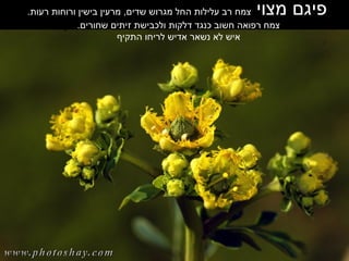 פיגם מצוי  צמח רב עלילות החל מגרוש שדים ,  מרעין בישין ורוחות רעות .  צמח רפואה חשוב כנגד דלקות ולכבישת זיתים שחורים .  איש לא נשאר אדיש לריחו התקיף  