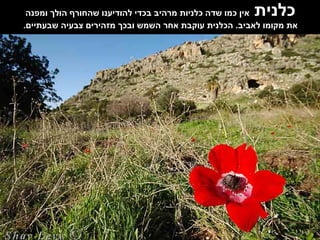 כלנית   אין כמו שדה כלניות מרהיב בכדי להודיענו שהחורף הולך ומפנה את מקומו לאביב .  הכלנית עוקבת אחר השמש ובכך מזהירים צבעיה שבעתיים . 