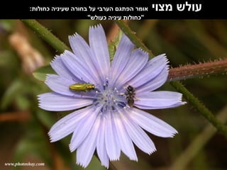 עולש מצוי  אומר הפתגם הערבי על בחורה שעיניה כחולות :  " כחולות עיניה כעולש "  