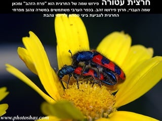 חרצית עטורה  פירוש שמה של החרצית הוא  " פרח הזהב "  ומכאן שמה העברי ,  חרוץ פירושו זהב .  בכפר הערבי משתמשים במשרה צהוב מפרחי החרצית לצביעת ביצי פסחא ולריפוי צהבת 